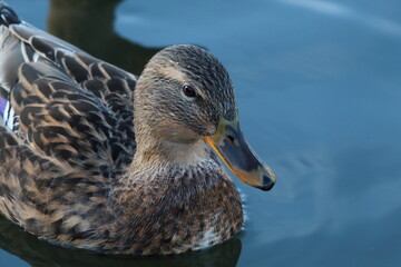 A closeup of a Mallard Duck in a lake. The photo has been taken at a natue reserve in Preston, England.
