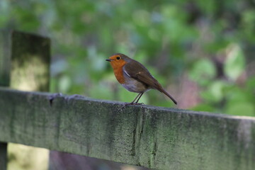 A stunning portrait of a single Robin Redbreast in the forest. These birds are popular at Christmas time and often found on the front of holiday greeting cards.