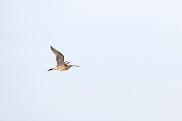 Obraz premium ホウロクシギ飛翔