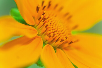 Verde, Flor Amarela, Vegetação, Girassol Grande