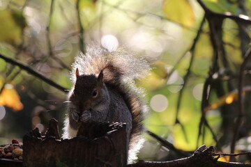 A grey squirrel in the forest. 