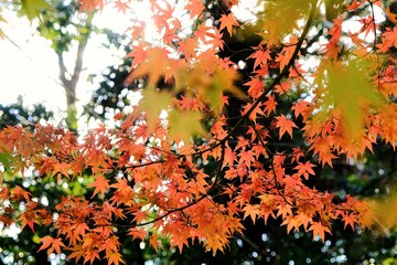 東福寺，秋，紅葉，京都，日本，風景,，旅行， 建築，自然，木，背景，黄色，庭,，光，観光スポット