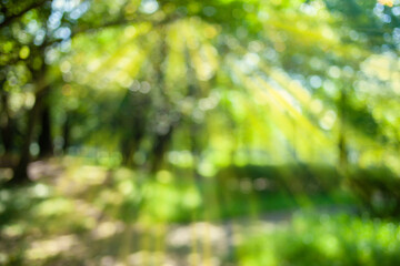 green nature blur bokeh background
