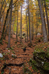 Obraz premium Hiking through the Vrata valley in autumn, Triglav National Park in Slovenia