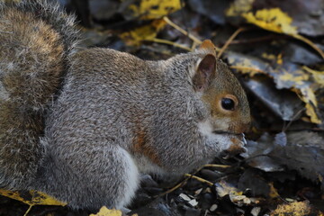 A grey squirrel in the forest. 