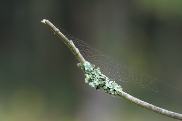 Close-up of a twig covered with lichen