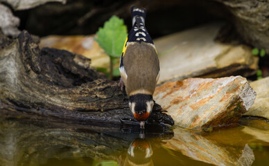 Close-up of a goldfinch drinking water at a well