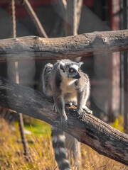 lemur, generally, any primitive primate except the tarsier; more specifically, any of the indigenous primates of Madagascar. In the broad sense, the term lemur applies not on