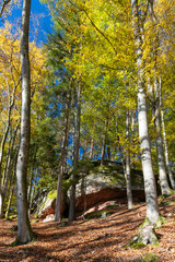 Felsen und Herbstwald in der Pfalz