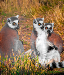 lemur, generally, any primitive primate except the tarsier; more specifically, any of the indigenous primates of Madagascar. In the broad sense, the term lemur applies not on
