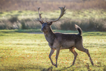 Stag on the run