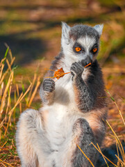 lemur, generally, any primitive primate except the tarsier; more specifically, any of the indigenous primates of Madagascar. In the broad sense, the term lemur applies not on