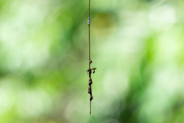 Little Wasp made a nest on a hanging branch