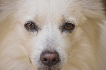 close up portrait of a dog