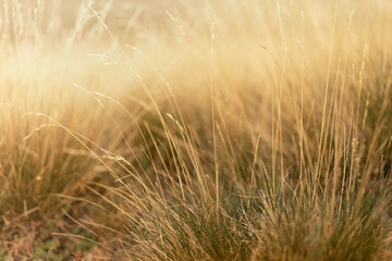Fototapeta premium Autumn alpen valley with soft light yellow withered dry grass with spikelets in golden beams of sunset sun, closeup, blur. Serenity outdoor meadow in wild nature background.