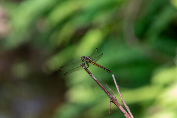 Dragonfly perched on a small twig, showing delicate wings and vibrant body details. Captured in natural light, perfect for nature, insect, and wildlife concepts.