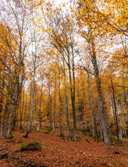 Fototapeta premium Hiking through the Vrata valley in autumn, Triglav National Park in Slovenia