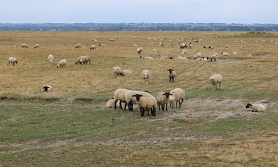flock of sheep of breed SUFFOLK with BLACK legs and black head in the pasture