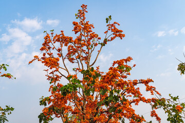 橙の花の咲く木
