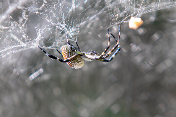 Scytodes globula is a species of spider commonly known as the spitting spider. It belongs to the...