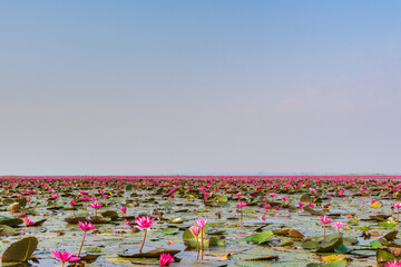蓮の花に覆われた湖