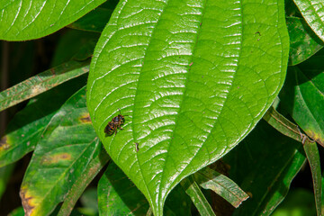 Insect resting on a green leaf in natural light. Captures fine details of wings and body, perfect for nature, macro, and wildlife themes.