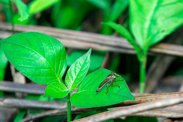 Insect resting on a green leaf in natural light. Captures fine details of wings and body, perfect for nature, macro, and wildlife themes.