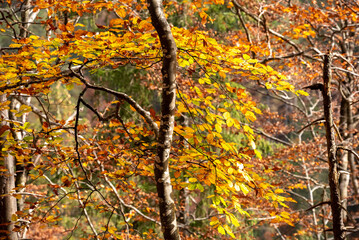 Hiking through the Vrata valley in autumn, Triglav National Park in Slovenia