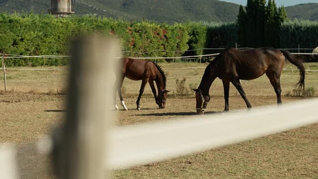 Rack focus of horses at ranch grazing outdoors behind electric fence.
