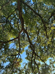木々と太陽の光