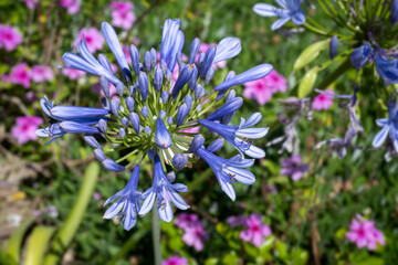 Blue Agapanthus africanus flower in blossom
