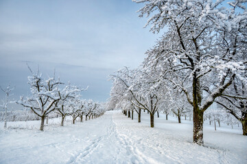 Apple tree orchard in snowy winter