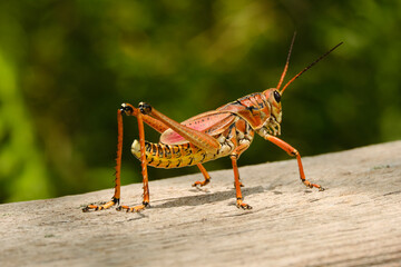 Zikade auf Boardwalk