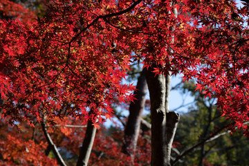 自然の世界の赤