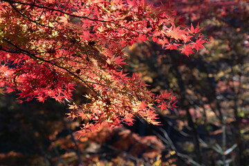 自然の世界の赤