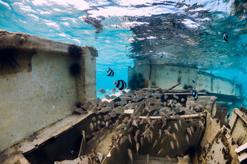 School of fish at wreck of boat underwater in transparent ocean