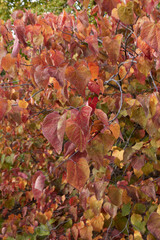 Cercis canadensis
