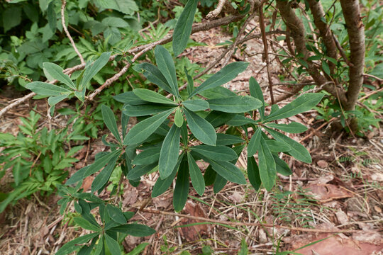 Daphne Odora Shrub