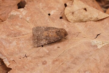 Closeup on the Brown Rustic moth, Charanyca ferruginea, sitting on a dried leaf
