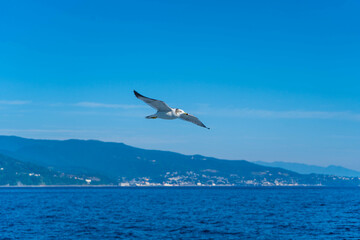 Fototapeta na wymiar 船上から眺める青空を飛ぶカモメ