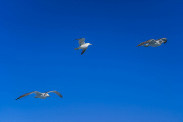 青空を飛ぶカモメ