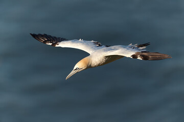 Close up of a Northern gannet in flight against blue sky