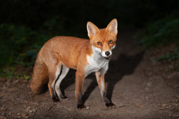 Close up of a Red fox in forest