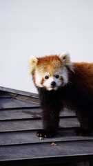 レッサーパンダ