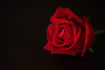 Water drop on rose and on black ceramic background.