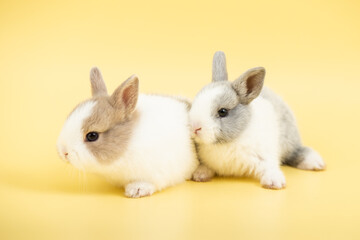Beautiful rabbits isolated on yellow background.