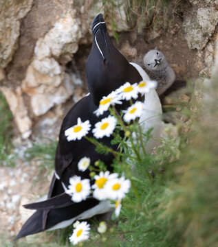 Razorbill with a cute chick perched on a cliff with daisies