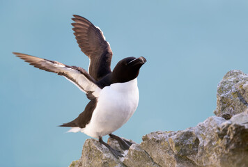 Razorbill with open wings against clear blue background
