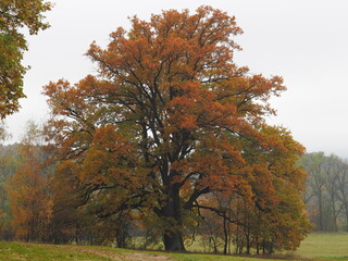 Fototapeta premium Markvartice oak in autumn colors. This tree is among the protected memorial trees of the Czech Republic.