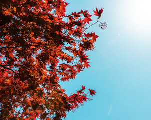 가을하늘과 단풍